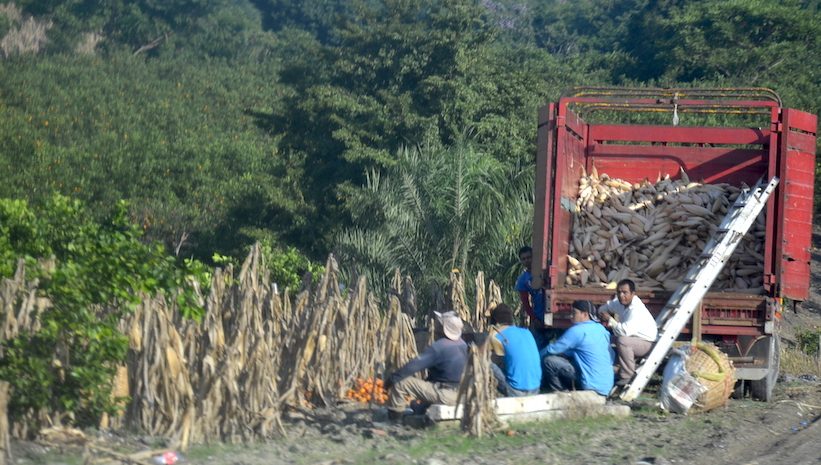 Apuesta López Obrador por desarrollo del campo (Avance)