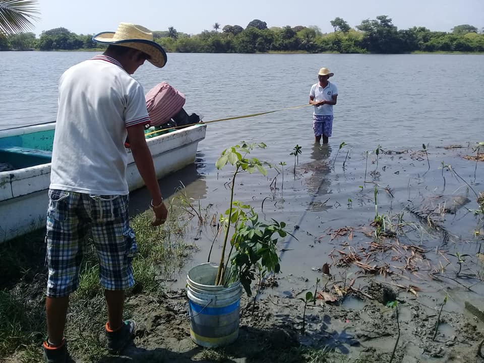 Reforestan márgenes del río Cazones