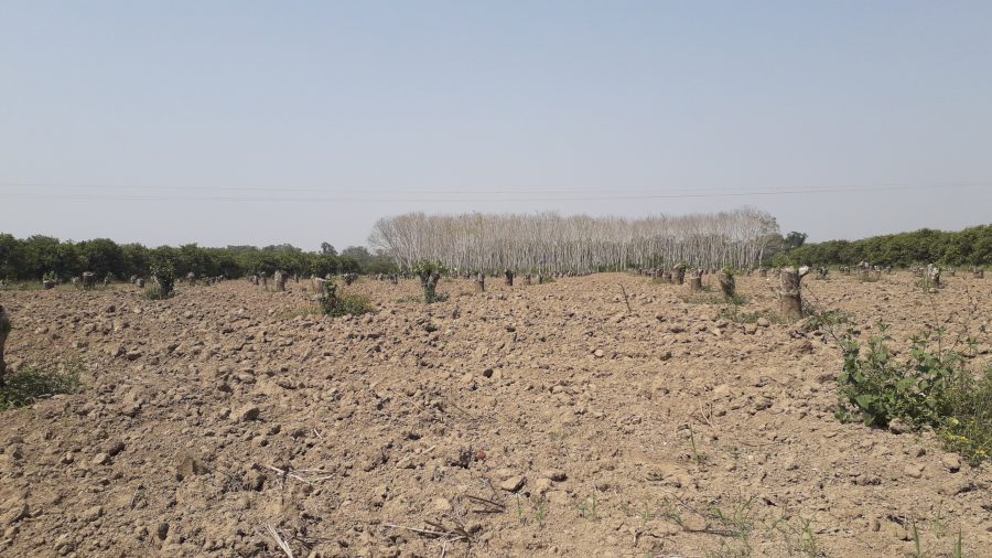 Dejaron en el abandono el campo de Altamira