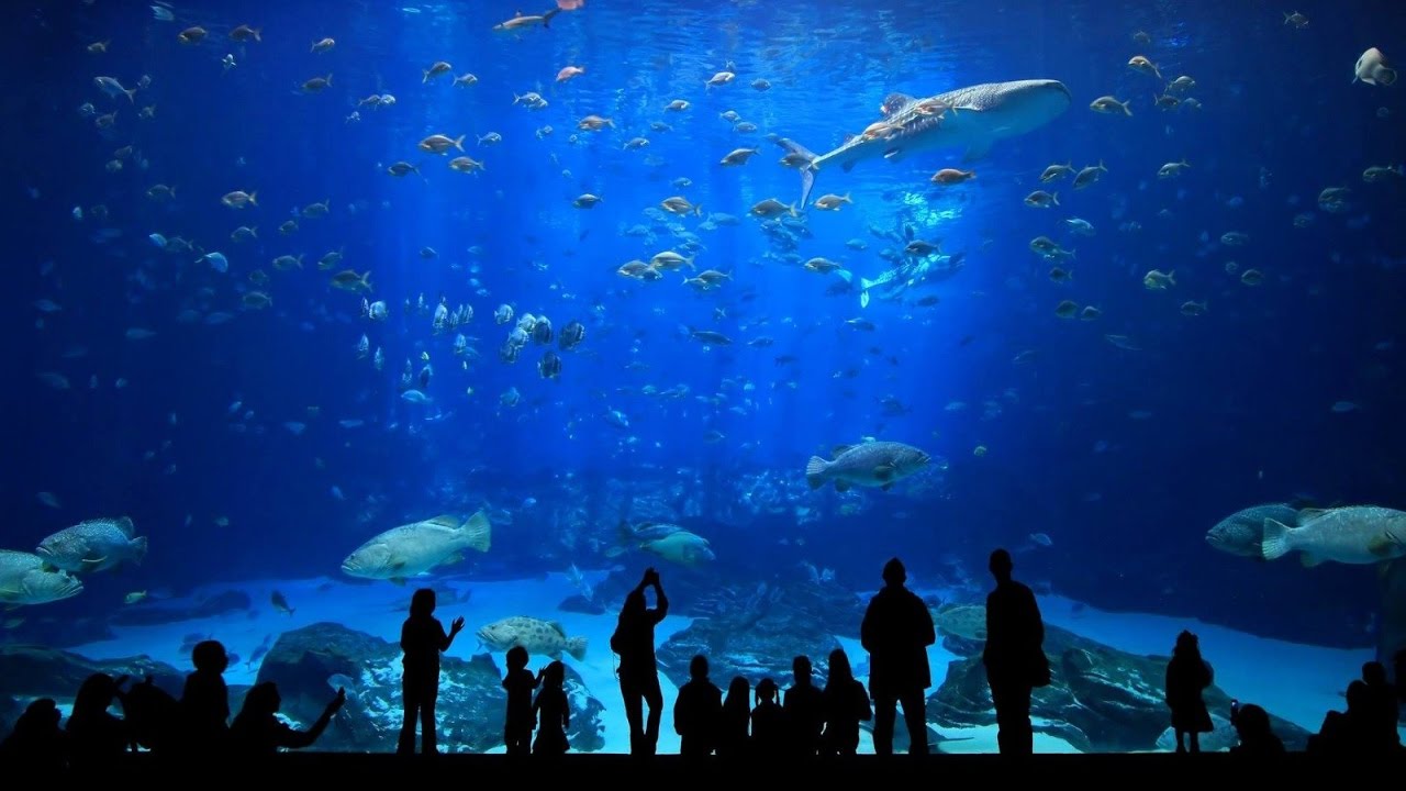 Proyectan acuario en en Tampico, inversionistas visitarán la zona en esta semana