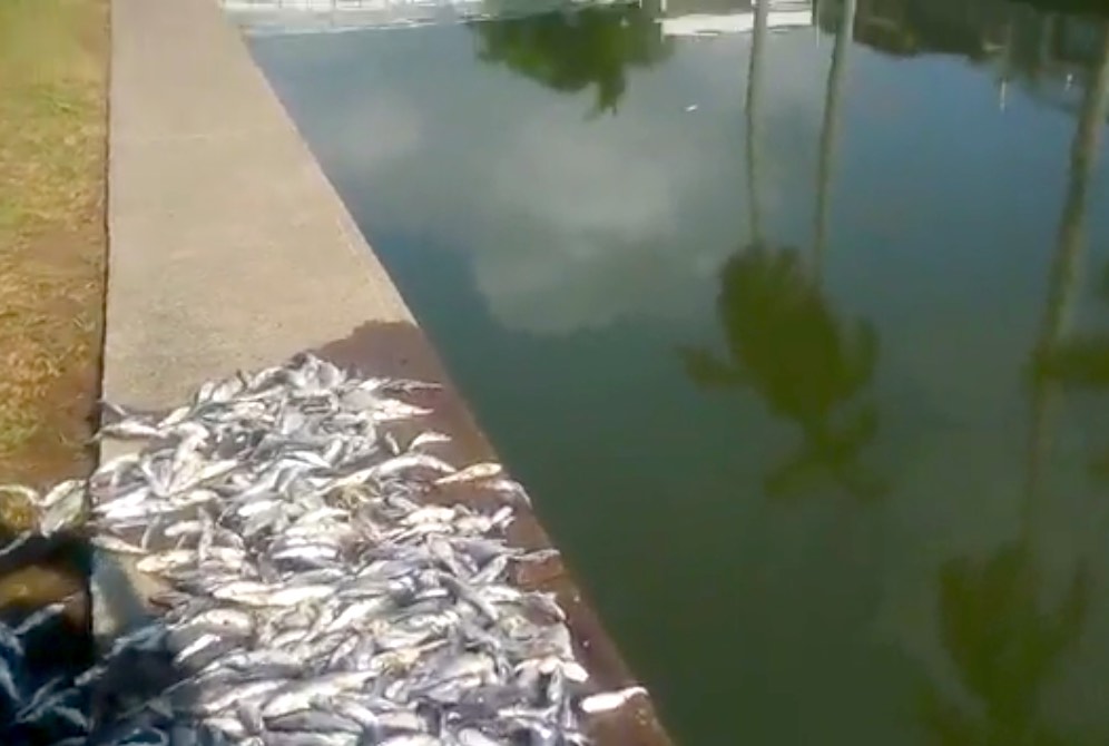 Retiran 40 toneladas de peces muertos de la bocana y el “Canal de la Cortadura”, en Tampico