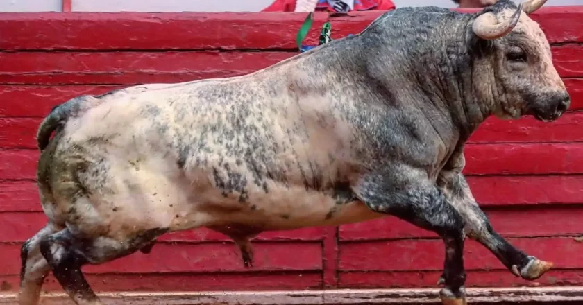 ¿En qué estados de México están prohibidas las corridas de toros?